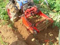 Potato harvester